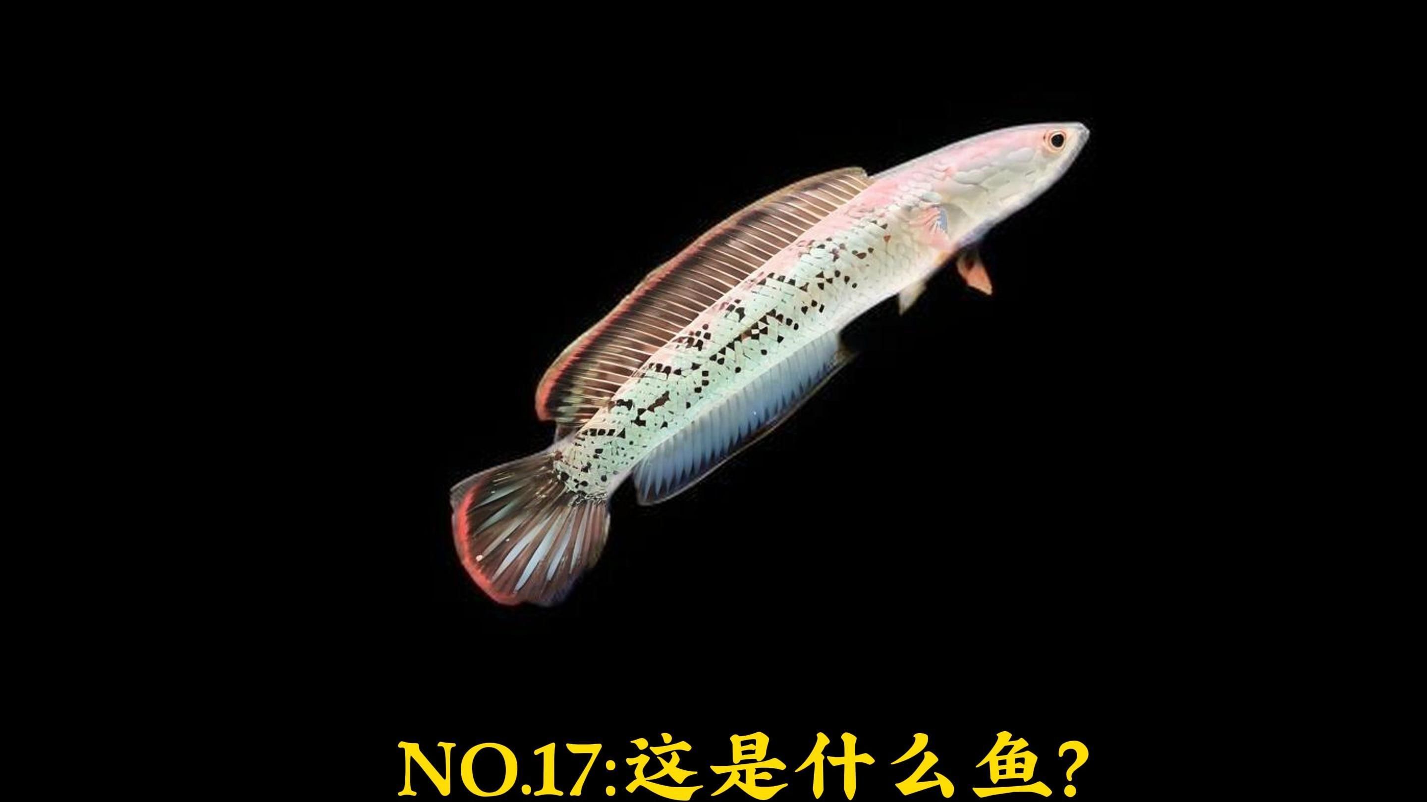 鬼王雷龍能長多少厘米，鬼王雷龍具體尺寸和長度在現實世界中并不存在