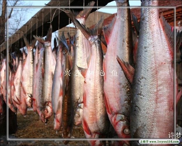 東寧龍魚的特點是什么？，黑龍江東寧灘頭魚