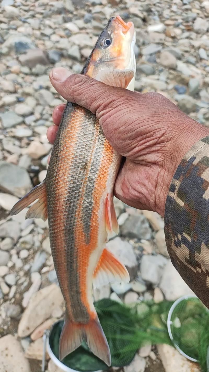 東寧龍魚的特點是什么？，黑龍江東寧灘頭魚