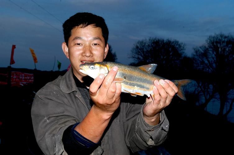 東寧龍魚的特點是什么？，黑龍江東寧灘頭魚