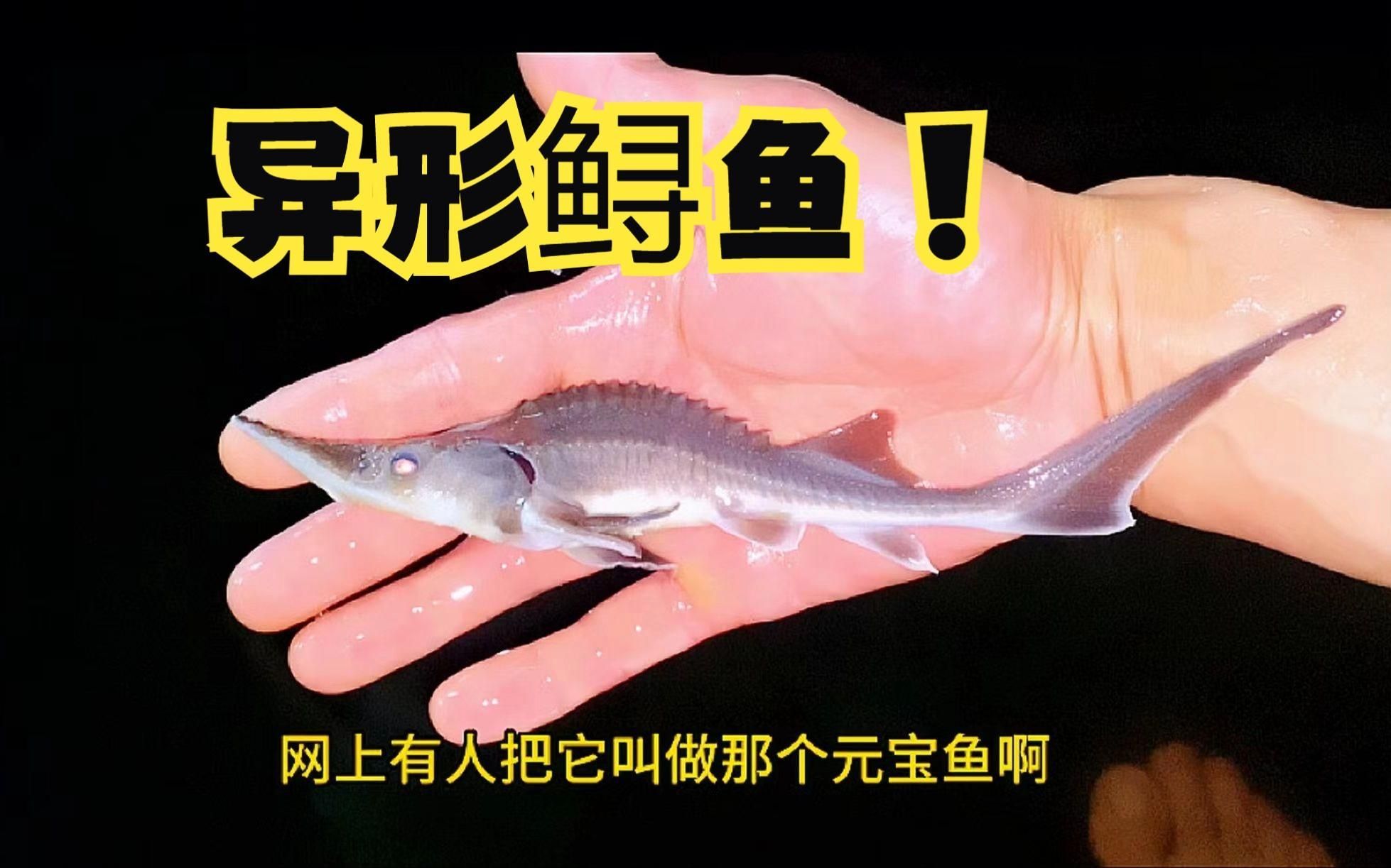 鱘龍魚作為觀賞魚有哪些品種？，家庭可養鱘魚品種對比表 鱘龍魚作為觀賞魚有哪些品種？，家庭可養鱘魚品種對比表 龍魚百科 第2張