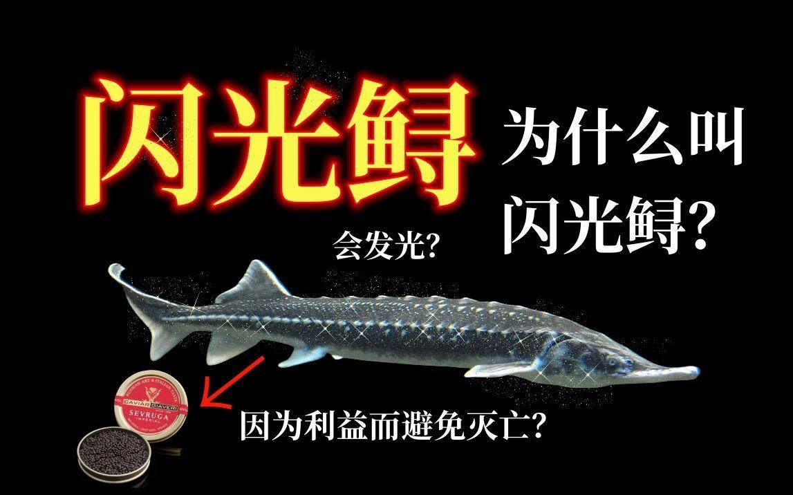 鱘龍魚作為觀賞魚有哪些品種？，家庭可養鱘魚品種對比表 鱘龍魚作為觀賞魚有哪些品種？，家庭可養鱘魚品種對比表 龍魚百科 第1張