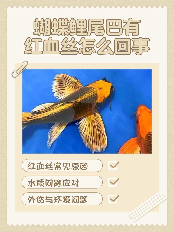 鯉魚尾鰭有血絲會自愈嗎，鯉魚尾鰭出現紅血絲會自愈嗎 鯉魚尾鰭有血絲會自愈嗎，鯉魚尾鰭出現紅血絲會自愈嗎 龍魚百科 第2張