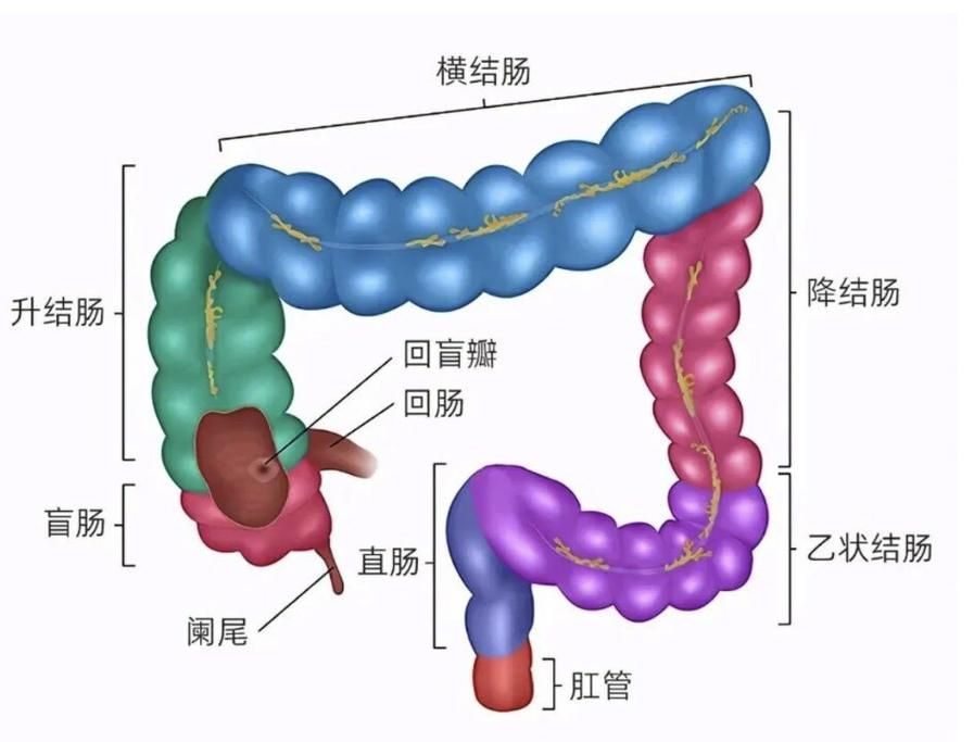 魚腸炎如何治療最有效，6歲以下兒童如何治療魚腸炎 魚腸炎如何治療最有效，6歲以下兒童如何治療魚腸炎 龍魚百科 第3張