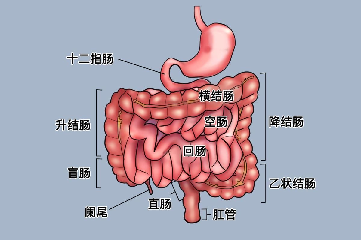 魚腸炎如何治療最有效，6歲以下兒童如何治療魚腸炎 魚腸炎如何治療最有效，6歲以下兒童如何治療魚腸炎 龍魚百科 第1張