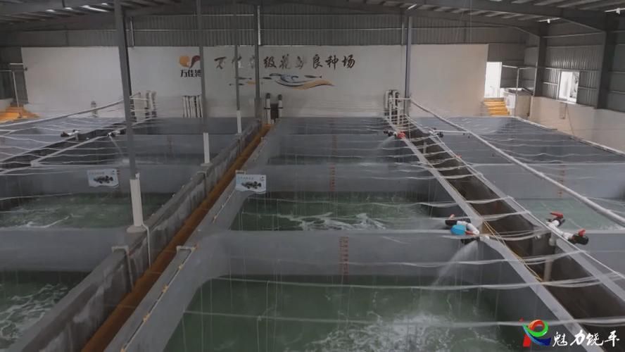 如何判斷祥龍漁場是否有繁殖計劃？，如何判斷祥龍漁場是否具有繁殖計劃？