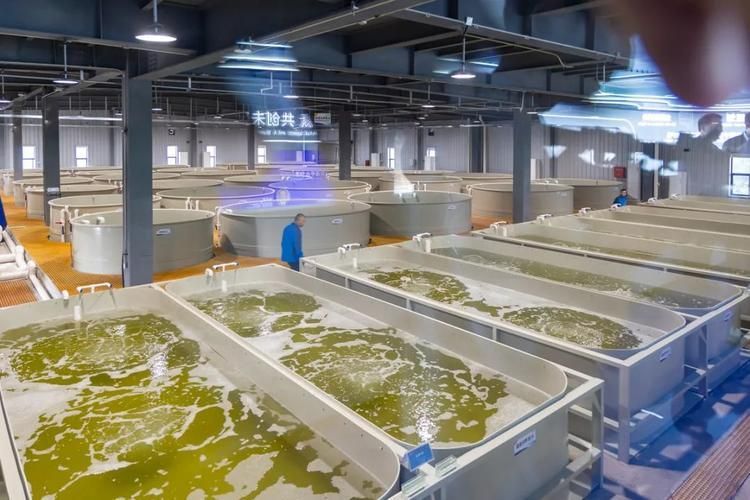 如何判斷祥龍漁場是否有繁殖計劃？，如何判斷祥龍漁場是否具有繁殖計劃？