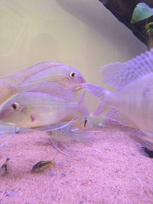 三湖慈鯛魚鰭根部充血，三湖慈鯛魚鰭根部充血的核心病理機制 三湖慈鯛魚鰭根部充血，三湖慈鯛魚鰭根部充血的核心病理機制 龍魚百科 第1張