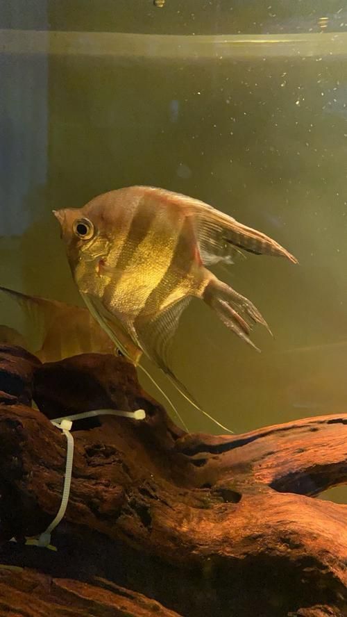 三湖慈鯛魚鰭根部充血，三湖慈鯛魚鰭根部充血的核心病理機制 三湖慈鯛魚鰭根部充血，三湖慈鯛魚鰭根部充血的核心病理機制 龍魚百科 第5張