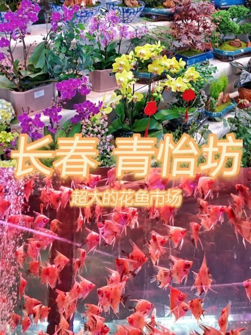 哪里可以購買到大花龍魚？，大花龍魚的購買方式 哪里可以購買到大花龍魚？，大花龍魚的購買方式 龍魚百科 第5張