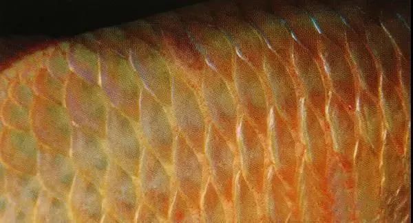 有哪些藥物可以治療龍魚嘴抽搐？，治療龍魚嘴抽搐的藥物選擇 有哪些藥物可以治療龍魚嘴抽搐？，治療龍魚嘴抽搐的藥物選擇 龍魚百科 第3張