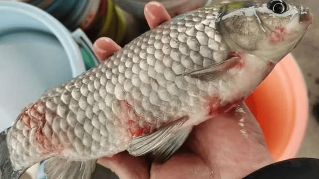 提供更多魚立鱗病的圖片，如何判斷魚是否患立鱗病 提供更多魚立鱗病的圖片，如何判斷魚是否患立鱗病 龍魚百科 第4張
