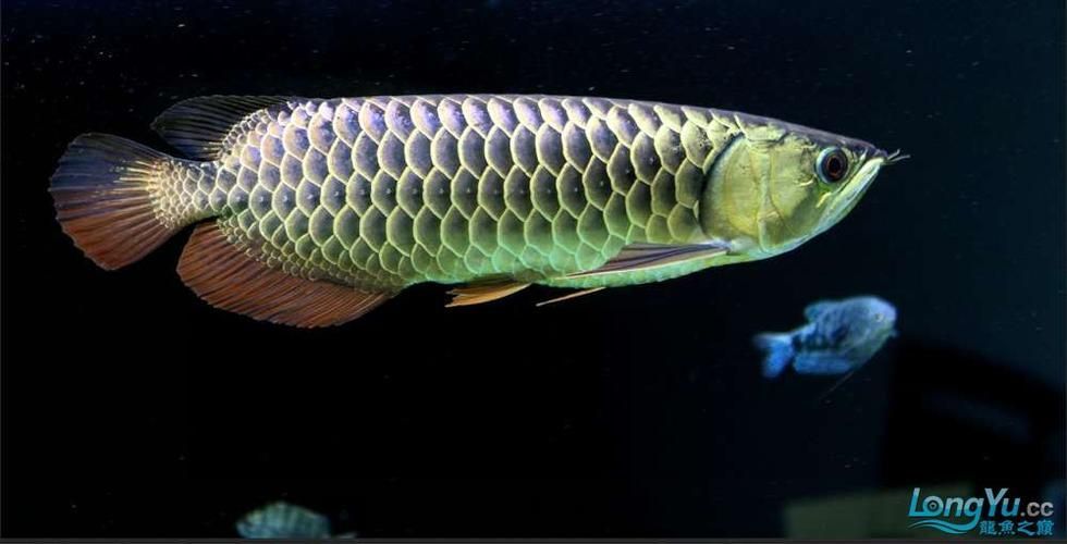 立達龍魚的市場價格如何？，立達龍魚的價格如何？
