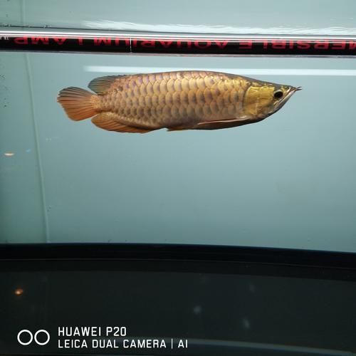 立達(dá)龍魚的市場(chǎng)價(jià)格如何?,立達(dá)龍魚的價(jià)格如何? 龍魚百科 第5張 立達(dá)龍魚的市場(chǎng)價(jià)格如何?,立達(dá)龍魚的價(jià)格如何? 立達(dá)龍魚的市場(chǎng)價(jià)格如何?,立達(dá)龍魚的價(jià)格如何? 龍魚百科 第5張