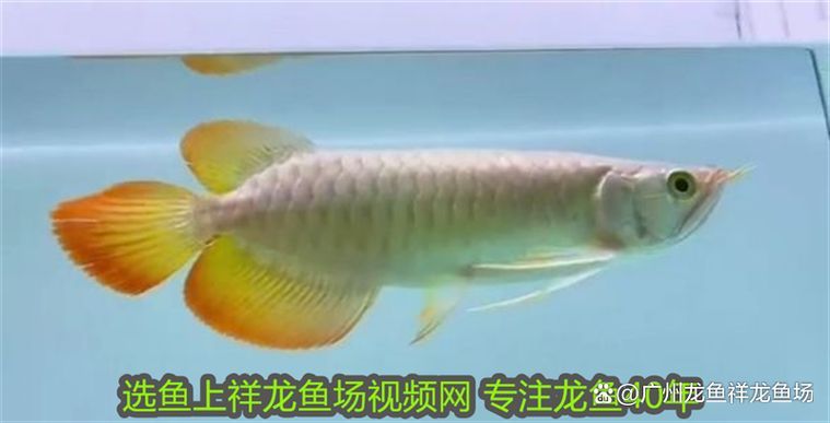 如何判斷赫舞紅龍魚是否健康?,如何判斷赫舞紅龍魚是否健康用戶要求1000字內容和配圖 龍魚百科 第10張 如何判斷赫舞紅龍魚是否健康?,如何判斷赫舞紅龍魚是否健康用戶要求1000字內容和配圖 如何判斷赫舞紅龍魚是否健康?,如何判斷赫舞紅龍魚是否健康用戶要求1000字內容和配圖 龍魚百科 第10張