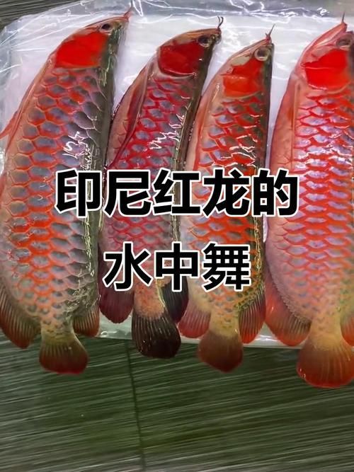 如何判斷赫舞紅龍魚是否健康?,如何判斷赫舞紅龍魚是否健康用戶要求1000字內容和配圖 龍魚百科 第6張 如何判斷赫舞紅龍魚是否健康?,如何判斷赫舞紅龍魚是否健康用戶要求1000字內容和配圖 如何判斷赫舞紅龍魚是否健康?,如何判斷赫舞紅龍魚是否健康用戶要求1000字內容和配圖 龍魚百科 第6張