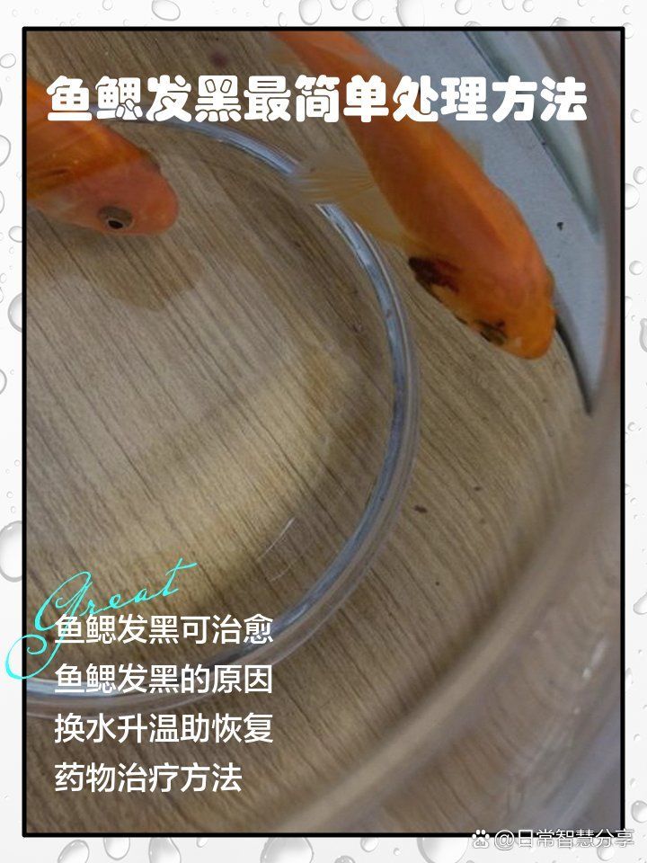 如何預防龍魚魚鰓邊緣發(fā)黑？，理完成，龍魚魚鰓邊緣發(fā)黑是,觀賞魚飼養(yǎng)中的典型 如何預防龍魚魚鰓邊緣發(fā)黑？，理完成，龍魚魚鰓邊緣發(fā)黑是,觀賞魚飼養(yǎng)中的典型 龍魚百科 第8張