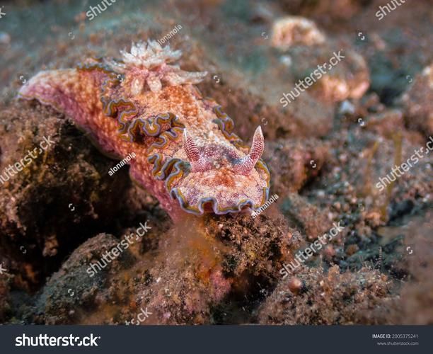 如何預防龍魚魚鰓邊緣發(fā)黑?,理完成,龍魚魚鰓邊緣發(fā)黑是,觀賞魚飼養(yǎng)中的典型 龍魚百科 第3張 如何預防龍魚魚鰓邊緣發(fā)黑?,理完成,龍魚魚鰓邊緣發(fā)黑是,觀賞魚飼養(yǎng)中的典型 如何預防龍魚魚鰓邊緣發(fā)黑?,理完成,龍魚魚鰓邊緣發(fā)黑是,觀賞魚飼養(yǎng)中的典型 龍魚百科 第3張