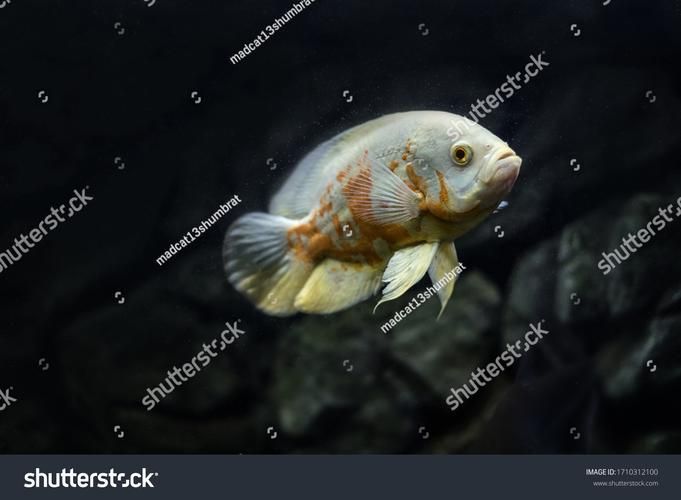 如何預防龍魚魚鰓邊緣發(fā)黑?,理完成,龍魚魚鰓邊緣發(fā)黑是,觀賞魚飼養(yǎng)中的典型 龍魚百科 第5張 如何預防龍魚魚鰓邊緣發(fā)黑?,理完成,龍魚魚鰓邊緣發(fā)黑是,觀賞魚飼養(yǎng)中的典型 如何預防龍魚魚鰓邊緣發(fā)黑?,理完成,龍魚魚鰓邊緣發(fā)黑是,觀賞魚飼養(yǎng)中的典型 龍魚百科 第5張