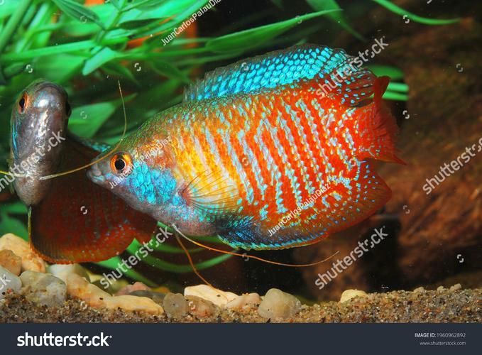 如何預防龍魚魚鰓邊緣發(fā)黑?,理完成,龍魚魚鰓邊緣發(fā)黑是,觀賞魚飼養(yǎng)中的典型 龍魚百科 第4張 如何預防龍魚魚鰓邊緣發(fā)黑?,理完成,龍魚魚鰓邊緣發(fā)黑是,觀賞魚飼養(yǎng)中的典型 如何預防龍魚魚鰓邊緣發(fā)黑?,理完成,龍魚魚鰓邊緣發(fā)黑是,觀賞魚飼養(yǎng)中的典型 龍魚百科 第4張