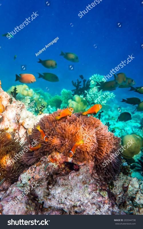 如何預防龍魚魚鰓邊緣發黑？，理完成，龍魚魚鰓邊緣發黑是,觀賞魚飼養中的典型