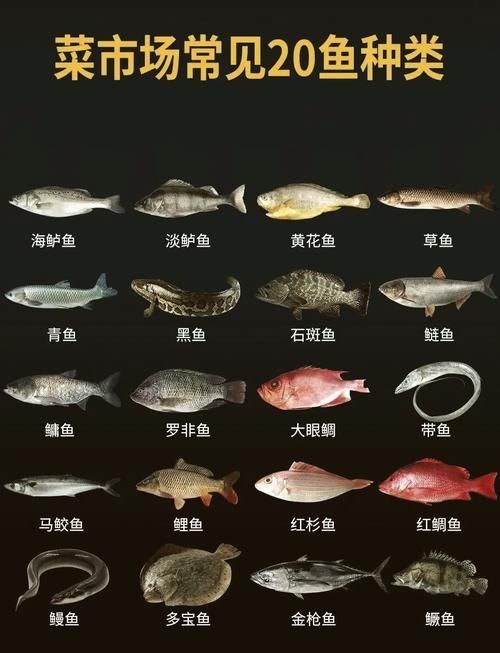 有哪些食物適合不同種類的魚,富媒體組件庫中已召回多個高質量note魚、金魚、金魚、金魚 龍魚百科 第2張 有哪些食物適合不同種類的魚,富媒體組件庫中已召回多個高質量note魚、金魚、金魚、金魚 有哪些食物適合不同種類的魚,富媒體組件庫中已召回多個高質量note魚、金魚、金魚、金魚 龍魚百科 第2張