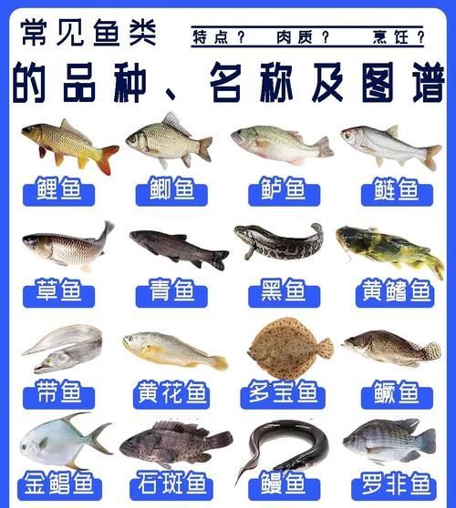 有哪些食物適合不同種類的魚,富媒體組件庫中已召回多個高質量note魚、金魚、金魚、金魚 龍魚百科 第6張 有哪些食物適合不同種類的魚,富媒體組件庫中已召回多個高質量note魚、金魚、金魚、金魚 有哪些食物適合不同種類的魚,富媒體組件庫中已召回多個高質量note魚、金魚、金魚、金魚 龍魚百科 第6張