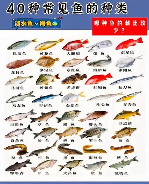 有哪些食物適合不同種類的魚,富媒體組件庫中已召回多個高質量note魚、金魚、金魚、金魚 龍魚百科 第3張 有哪些食物適合不同種類的魚,富媒體組件庫中已召回多個高質量note魚、金魚、金魚、金魚 有哪些食物適合不同種類的魚,富媒體組件庫中已召回多個高質量note魚、金魚、金魚、金魚 龍魚百科 第3張