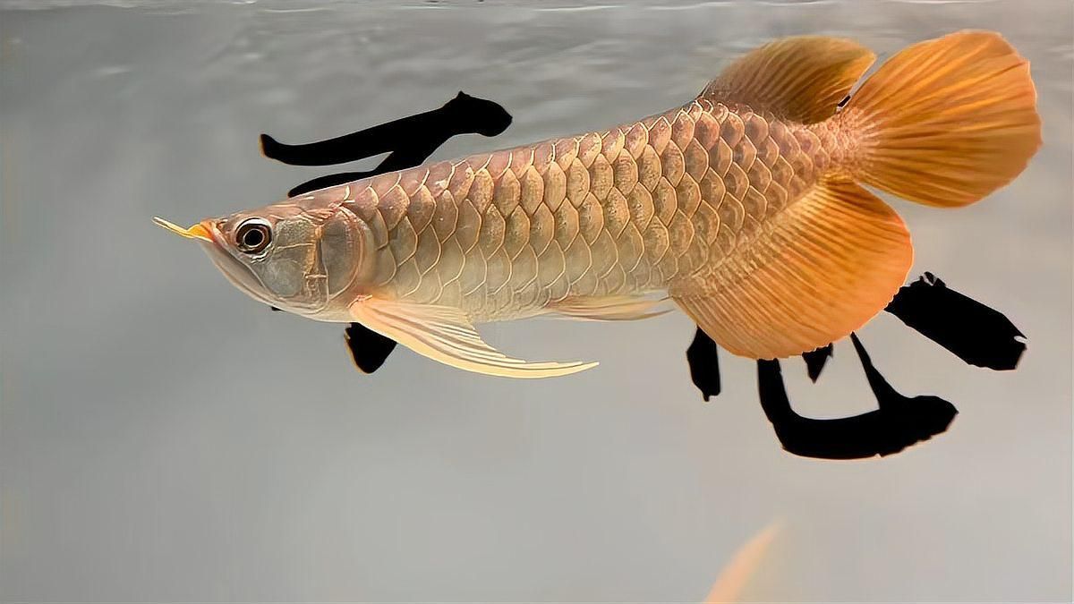 大湖紅龍魚(yú)有哪些獨(dú)特特征？，大湖紅龍魚(yú)有哪些獨(dú)特的特征，大湖紅龍魚(yú)有哪些特征 大湖紅龍魚(yú)有哪些獨(dú)特特征？，大湖紅龍魚(yú)有哪些獨(dú)特的特征，大湖紅龍魚(yú)有哪些特征 龍魚(yú)百科 第1張