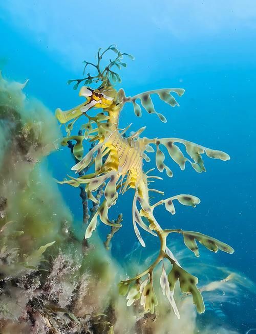 如何區分不同種類的海龍魚?,如何區分不同種類海龍魚 龍魚百科 第4張 如何區分不同種類的海龍魚?,如何區分不同種類海龍魚 如何區分不同種類的海龍魚?,如何區分不同種類海龍魚 龍魚百科 第4張