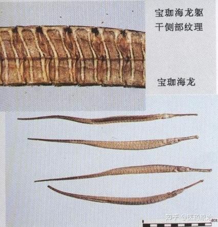 如何區分不同種類的海龍魚?,如何區分不同種類海龍魚 龍魚百科 第12張 如何區分不同種類的海龍魚?,如何區分不同種類海龍魚 如何區分不同種類的海龍魚?,如何區分不同種類海龍魚 龍魚百科 第12張