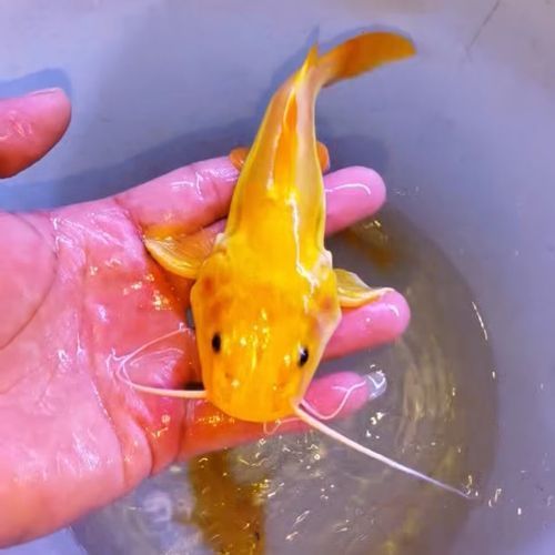 撒旦鴨嘴魚有哪些品種？，撒旦鴨嘴魚哪個品種最珍貴撒旦鴨嘴魚哪個品種最珍貴 撒旦鴨嘴魚有哪些品種？，撒旦鴨嘴魚哪個品種最珍貴撒旦鴨嘴魚哪個品種最珍貴 龍魚百科 第4張