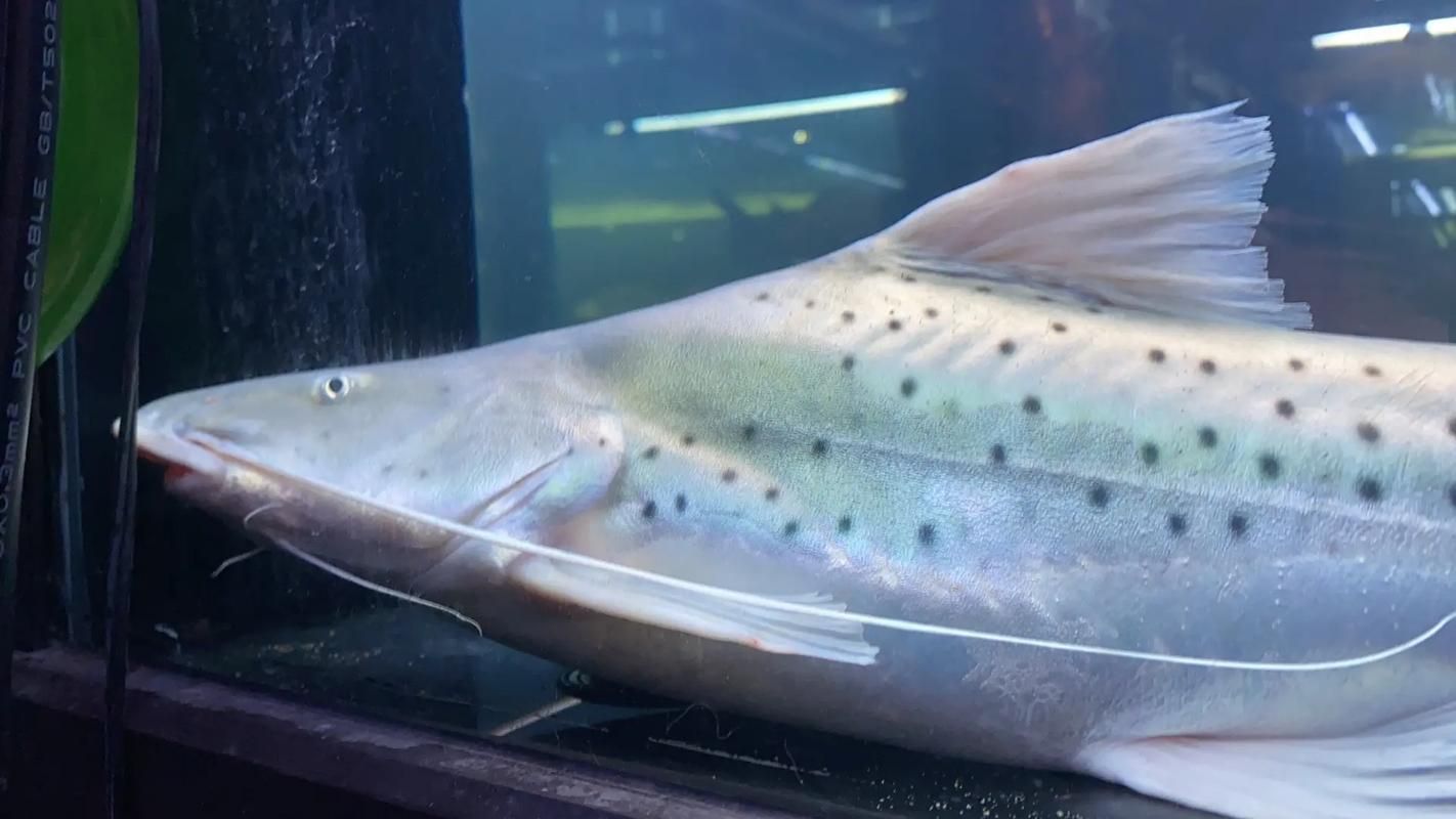 撒旦鴨嘴魚有哪些品種？，撒旦鴨嘴魚哪個品種最珍貴撒旦鴨嘴魚哪個品種最珍貴 撒旦鴨嘴魚有哪些品種？，撒旦鴨嘴魚哪個品種最珍貴撒旦鴨嘴魚哪個品種最珍貴 龍魚百科 第3張