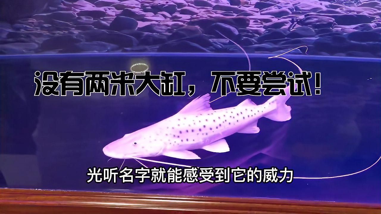 撒旦鴨嘴魚有哪些品種？，撒旦鴨嘴魚哪個品種最珍貴撒旦鴨嘴魚哪個品種最珍貴 撒旦鴨嘴魚有哪些品種？，撒旦鴨嘴魚哪個品種最珍貴撒旦鴨嘴魚哪個品種最珍貴 龍魚百科 第5張