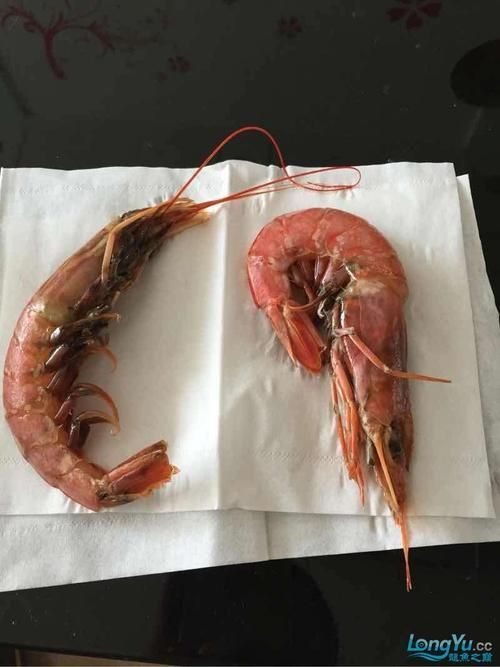 有哪些視頻教程可以演示龍魚(yú)喂食海蝦？，龍魚(yú)喂食海蝦的視頻教程 有哪些視頻教程可以演示龍魚(yú)喂食海蝦？，龍魚(yú)喂食海蝦的視頻教程 龍魚(yú)百科 第6張