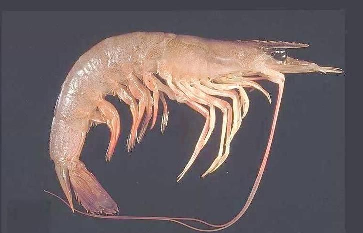 有哪些視頻教程可以演示龍魚(yú)喂食海蝦？，龍魚(yú)喂食海蝦的視頻教程 有哪些視頻教程可以演示龍魚(yú)喂食海蝦？，龍魚(yú)喂食海蝦的視頻教程 龍魚(yú)百科 第3張