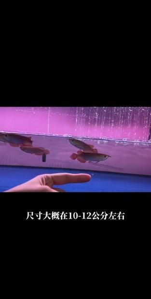 紅龍魚苗2-3厘米的圖片，關于紅龍魚苗2-3厘米階段的養殖要點 紅龍魚苗2-3厘米的圖片，關于紅龍魚苗2-3厘米階段的養殖要點 龍魚百科 第17張