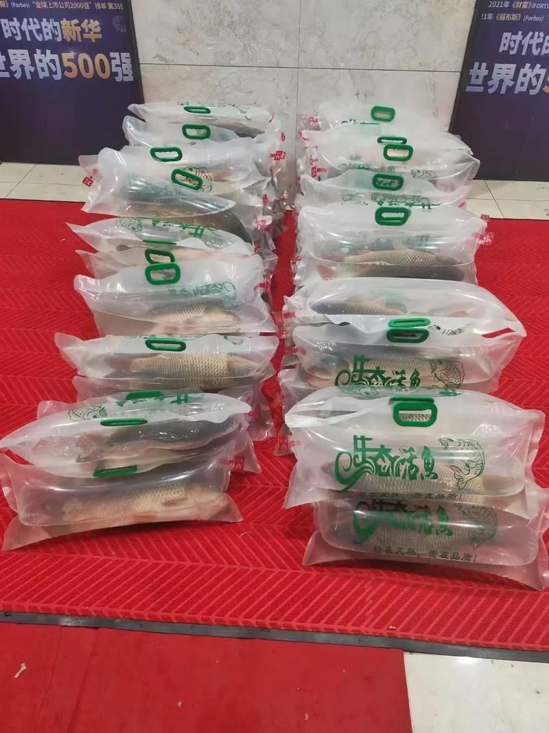 觀賞魚批發，西安觀賞魚批發 觀賞魚批發，西安觀賞魚批發 龍魚百科 第11張