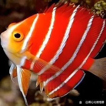 如何飼養(yǎng)紅薄荷神仙魚，紅薄荷神仙魚的飼養(yǎng)技術(shù) 如何飼養(yǎng)紅薄荷神仙魚，紅薄荷神仙魚的飼養(yǎng)技術(shù) 龍魚百科 第2張