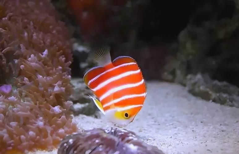 如何飼養紅薄荷神仙魚，紅薄荷神仙魚的飼養技術