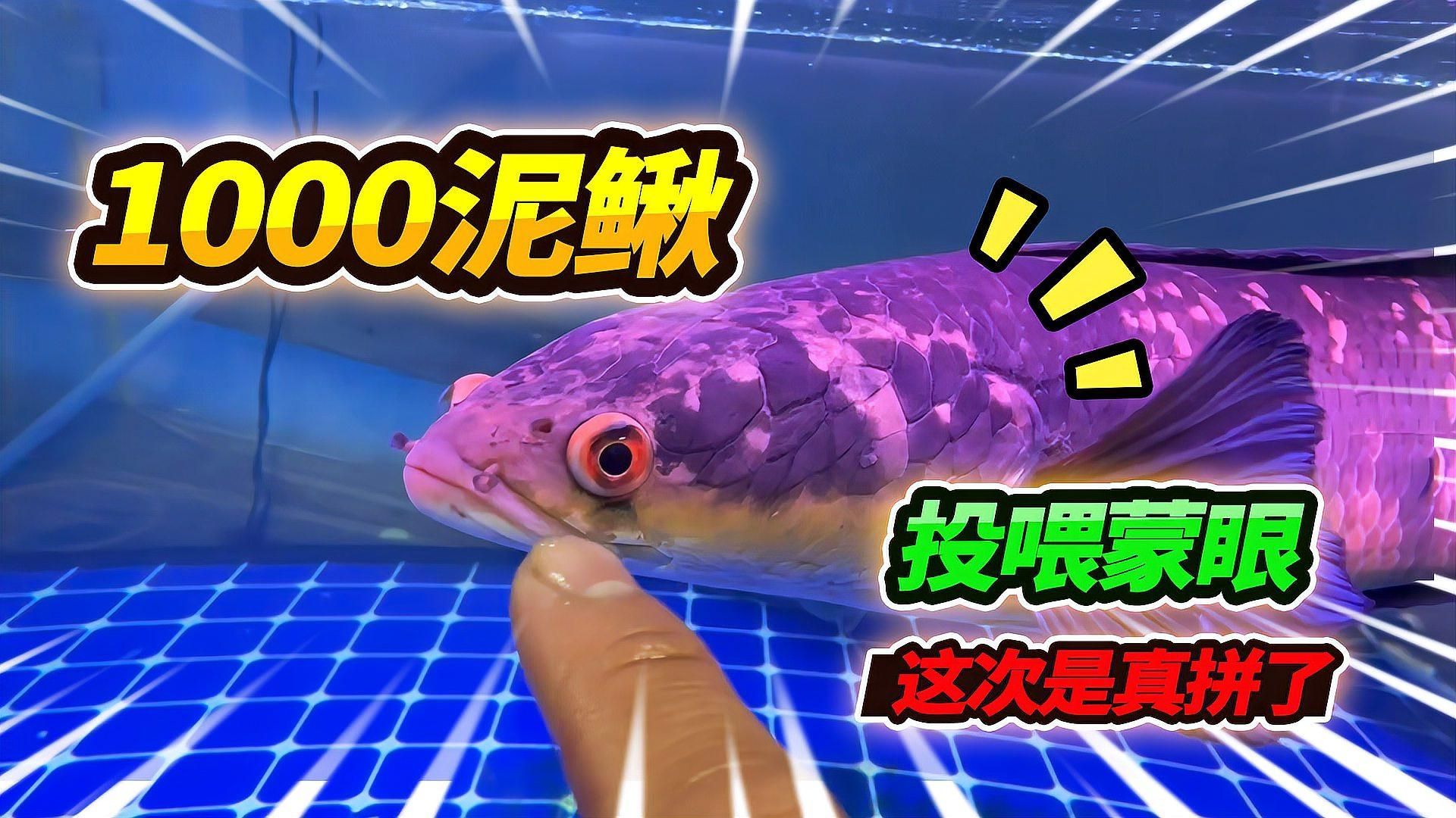 龍魚吃泥鰍多久消化？，龍魚吃泥鰍多久消化， 龍魚吃泥鰍多久消化？，龍魚吃泥鰍多久消化， 龍魚百科 第2張
