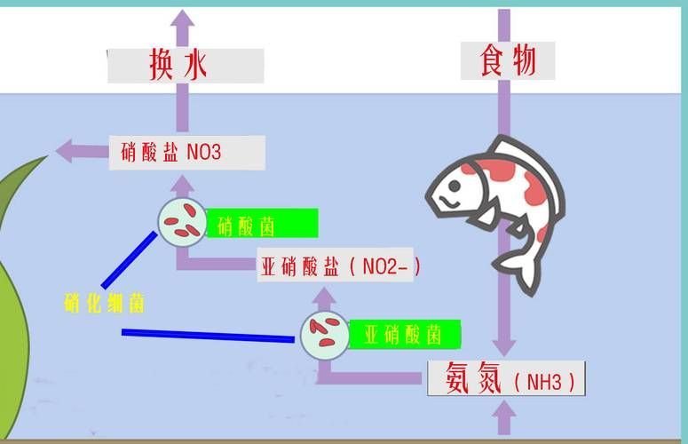 魚缸擺放多久見效？，魚缸“見效”的核心機制 魚缸擺放多久見效？，魚缸“見效”的核心機制 龍魚百科 第5張