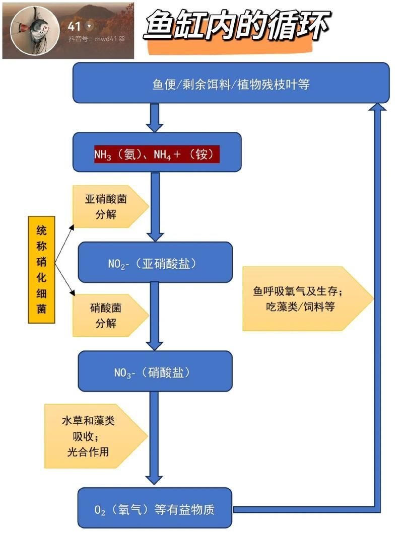 魚缸擺放多久見效？，魚缸“見效”的核心機制 魚缸擺放多久見效？，魚缸“見效”的核心機制 龍魚百科 第3張