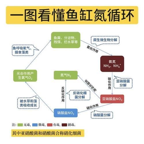 魚缸擺放多久見效？，魚缸“見效”的核心機制 魚缸擺放多久見效？，魚缸“見效”的核心機制 龍魚百科 第4張