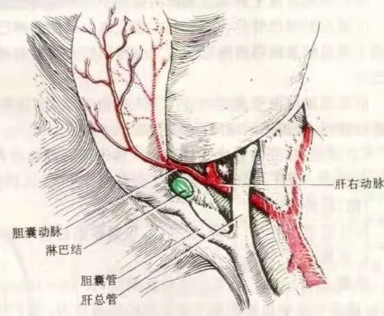 能否提供更詳細的手術治療步驟，腹腔鏡闌尾炎手術詳細流程 能否提供更詳細的手術治療步驟，腹腔鏡闌尾炎手術詳細流程 龍魚百科 第3張