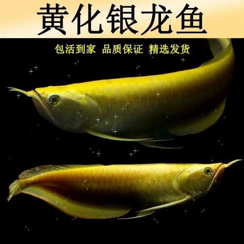 如何判斷白子黃化銀龍魚的品相，如何判斷白子黃化銀龍魚的品相優劣