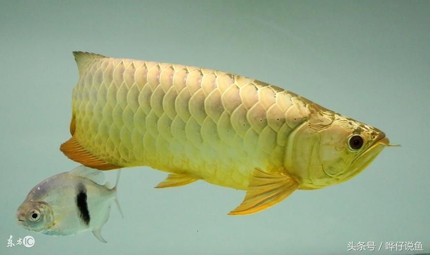 星點龍魚混養后如何觀察行為，星點龍魚混養后如何系統觀察指南（1000字靜伏） 星點龍魚混養后如何觀察行為，星點龍魚混養后如何系統觀察指南（1000字靜伏） 龍魚百科 第5張