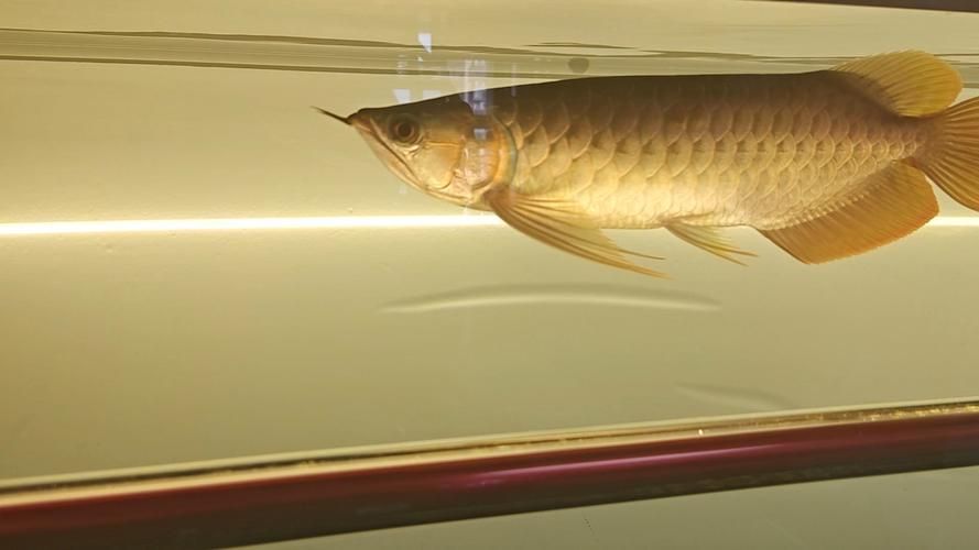 如何在YouTube上找到龍魚側燈視頻,如何在youtube上找到“龍魚側燈”視頻 龍魚百科 第2張 如何在YouTube上找到龍魚側燈視頻,如何在youtube上找到“龍魚側燈”視頻 如何在YouTube上找到龍魚側燈視頻,如何在youtube上找到“龍魚側燈”視頻 龍魚百科 第2張