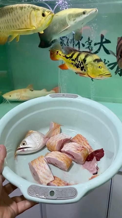 龍魚趴缸人一來就起來，如何訓(xùn)練它適應(yīng)？，如何訓(xùn)練龍魚“人一來就起來” 龍魚趴缸人一來就起來，如何訓(xùn)練它適應(yīng)？，如何訓(xùn)練龍魚“人一來就起來” 龍魚百科 第4張