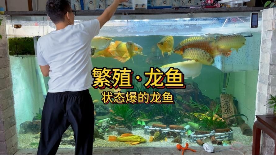 龍魚趴缸人一來就起來，如何訓(xùn)練它適應(yīng)？，如何訓(xùn)練龍魚“人一來就起來” 龍魚趴缸人一來就起來，如何訓(xùn)練它適應(yīng)？，如何訓(xùn)練龍魚“人一來就起來” 龍魚百科 第1張